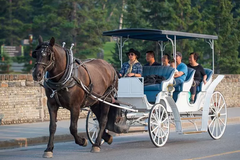 horse drawn carriage
